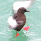Black Guillemot Take Shower On Sea - VideoHive Item for Sale