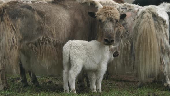 Herd of Long-Haired Yak Flock in Asian Meadow