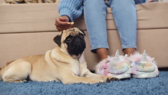 Close Up of Woman in Funny Unicorn Slippers Sitting on Couch and Stroking Pet Lying on Floor