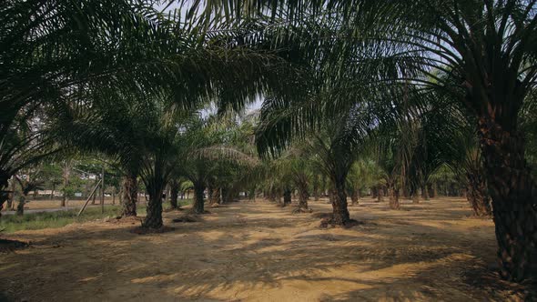 The Oil Palm Farm Elaeis Guineensis with Spreading Leaves Growing Among Thicket of Tropical Plants