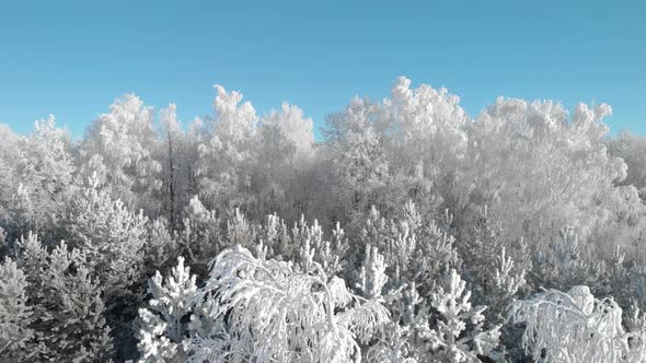 Winter frost on trees against blue sky