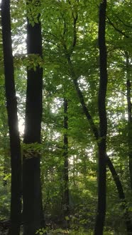 Vertical Video Forest with Trees in the Fall