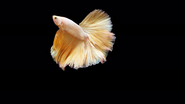 Siamese fighting fish (Betta splendens)