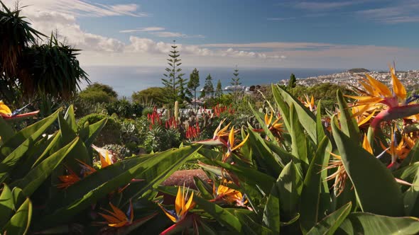 Sunny View of Funchal From Madeira Botanical Garden