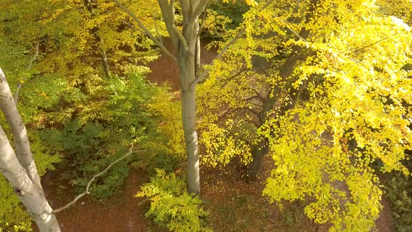 Autumn forest with bright orange and yellow leaves. Dense woods in sunny fall weather.