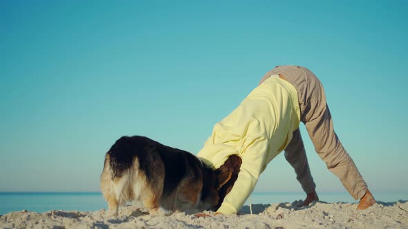 Funny Tricolor Welsh Corgi Dog Distracting Young Mixed Race Girl While She Doing Yoga Exercises at