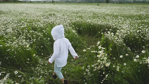 Boy Child Runs Through a Chamomile Field