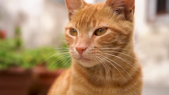 Close Up Of Orange Tabby Cat.