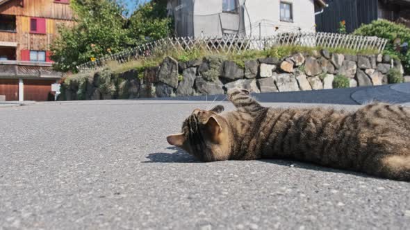 Stray Gray Cat Lies on an Asphalt Road and Tumbles Playfully in Sunny Day