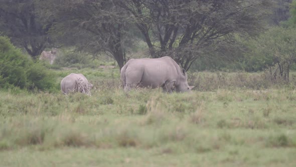 Rhino mother and young grazing 