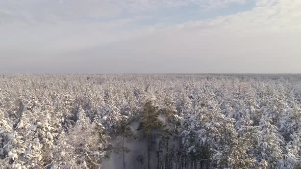 Aerial view of logging a tree in the winter forest 15