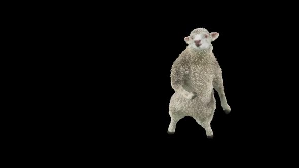 20 Sheep Dancing HD