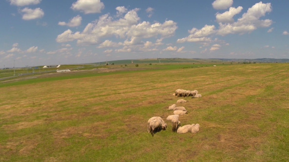 Field And Sheeps