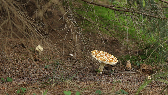 Toxic Wild Mushrooms