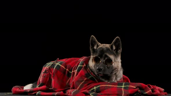 The American Akita Is Covered with a Red Checkered Blanket, and in Front of His Eyes Are Sunglasses