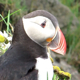 Puffin Stand At The Edge Of Cliff - VideoHive Item for Sale