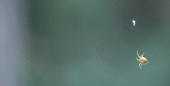 Spider Weaving Orb Web in Conifer Woods