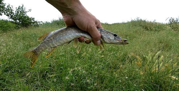 Pike in Hand