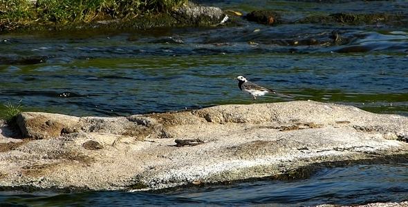 White Wagtail (Motacilla alba) alt