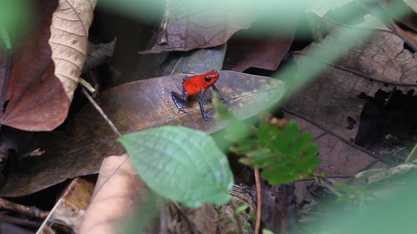 Blue-Jeans Frog