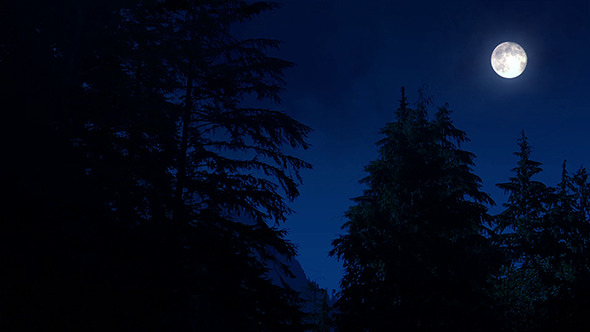 Night Forest With Moon