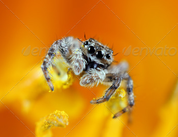 a yellow flower.This tiny little guys was less than a quarter inch long. Known for their eye patterns and jumping capabilities, jumping spiders have been known to jump 80 times their body length in distance.