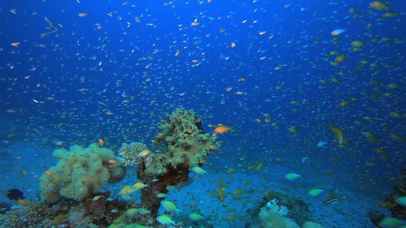 Tropical Underwater Fish Reef