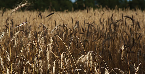 The Wheat Field (5 pack)