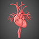 Realistic Human Heart - 3DOcean Item for Sale