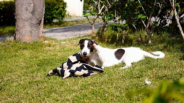 Cute Puppy Playing in Green Grass