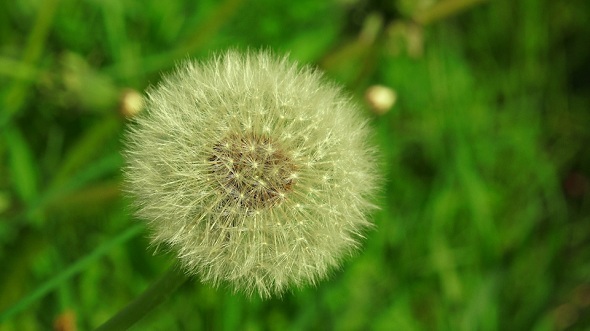  Dandelion in the Grass