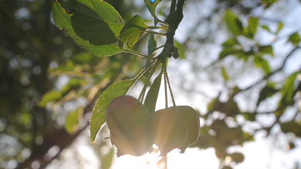 Apples On The Tree 02