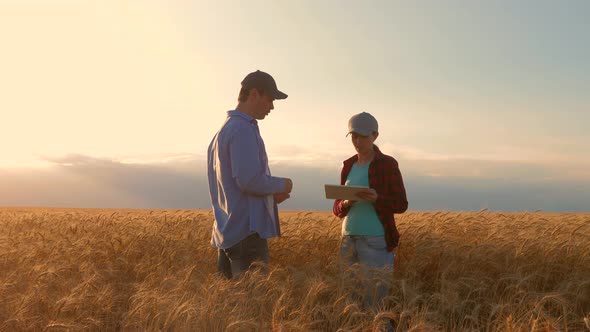 Farmers Male and Female Working with a Tablet in Wheat Field, in the Sunset Light, Businessmen