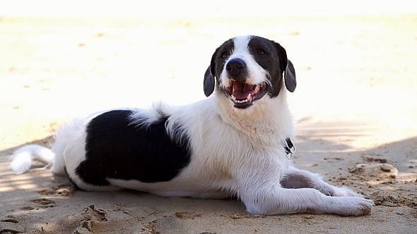 Cute Dog Resting on the Sunny Beach