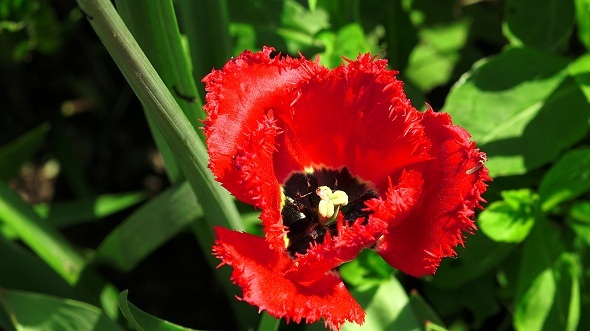 Red Tulip 2 alt