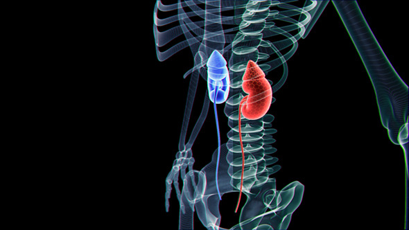 Renal And Skeleton