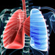 Lungs And Skeleton - VideoHive Item for Sale
