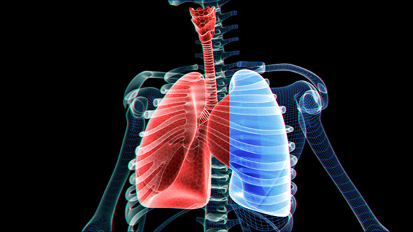 Lungs And Skeleton