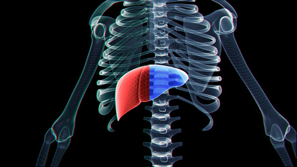 Liver And Skeleton