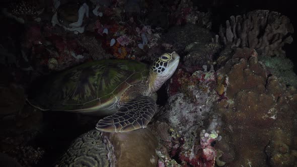 Green sea turtle sitting on a tropical coral reef at night.
