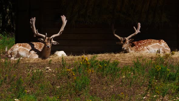 Animals Park with Fallow Deer, France