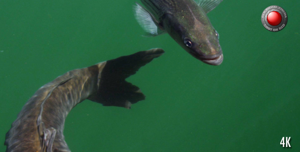 Fish in the Lake alt