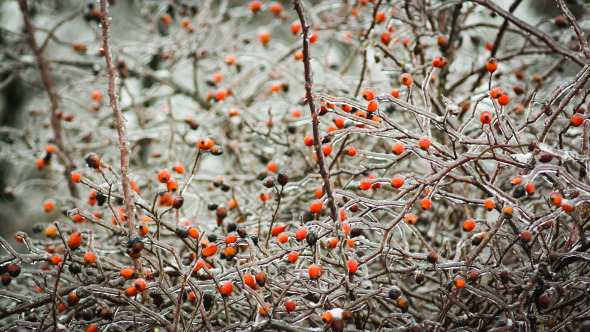 Ice-Covered Branch Of Wild Rose