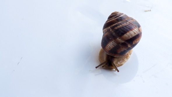 Snail Crawling On A White Surface