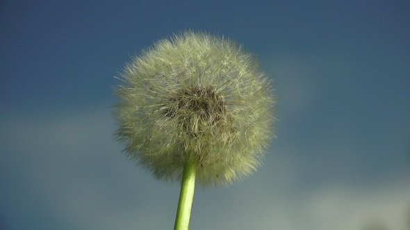 Dandelion Against the Sky