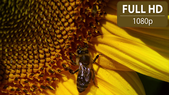 Bee Hovering Over a Sunflower 1
