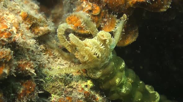 Sea cucumber feeding on coral close, close up shot of arms feeding