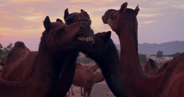 Camels at Pushkar Mela Camel Fair Festival in Field Eating Chewing