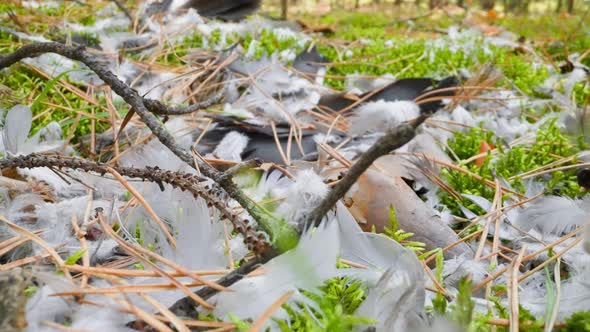 Scattered Grey Feathers Pine Needles and Sticks on Grass