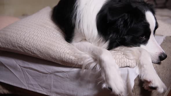 Funny Cute Puppy Dog Border Collie Lying on Pillow Blanket in Bed